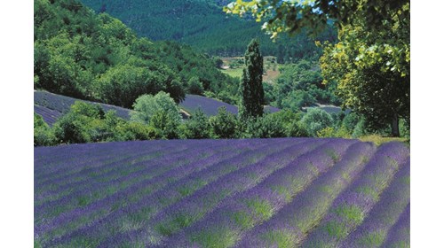 Lavender Fields in Southern France