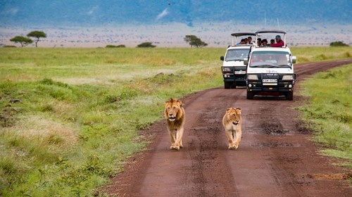 On Safari in the Masai Mara National Park