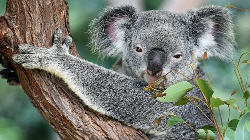 Come and meet a Koala 