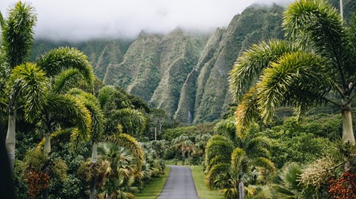 Oahu, HI Beautiful palm tree's