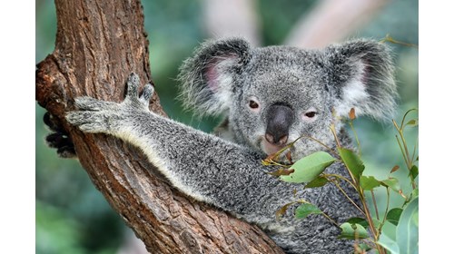 Australia Koala - Australian Koala Foundation