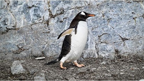 Gentoo Penguin - Antarctica