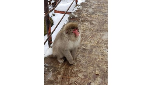 Snow Monkey in Matsumoto, Nagano, Japan