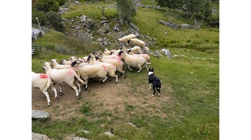Sheepherding Ireland