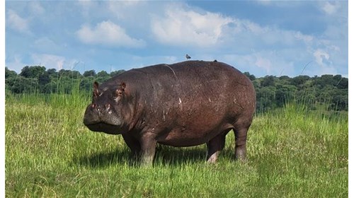 My Chobe Friend (I LOVE Hippos)