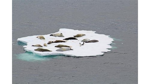 Seals Resting on Ice Flow