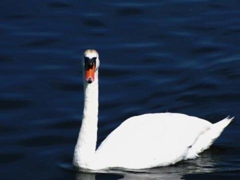 Swan in Galway