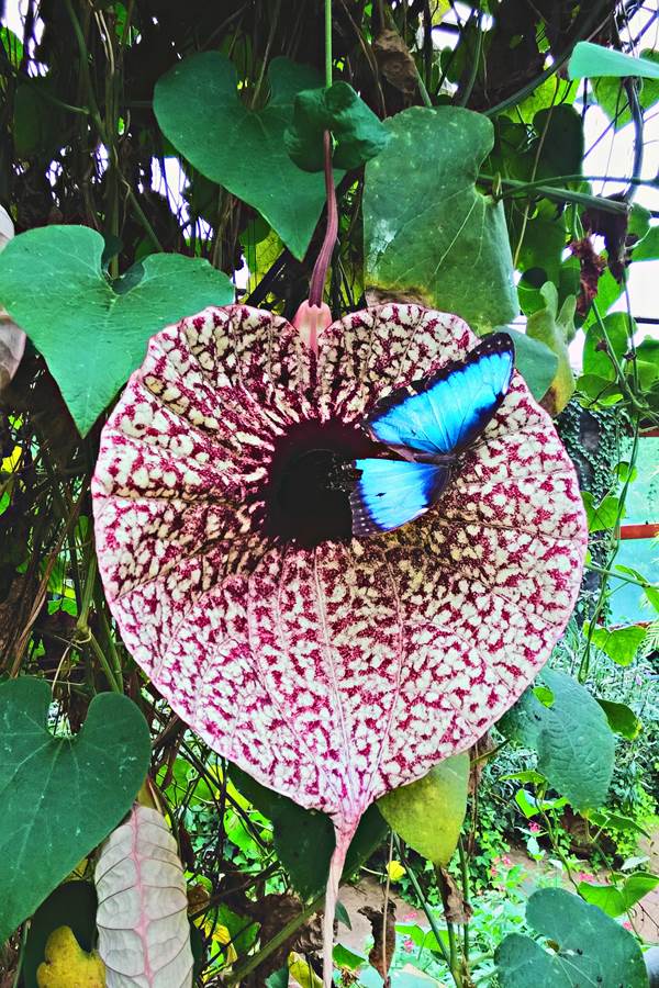 Blue Morpho Butterfly in Costa Rica