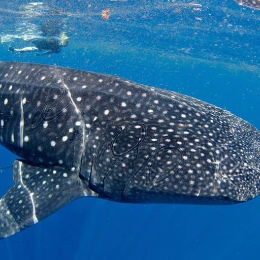 Whale Sharks in Isla Mujeres