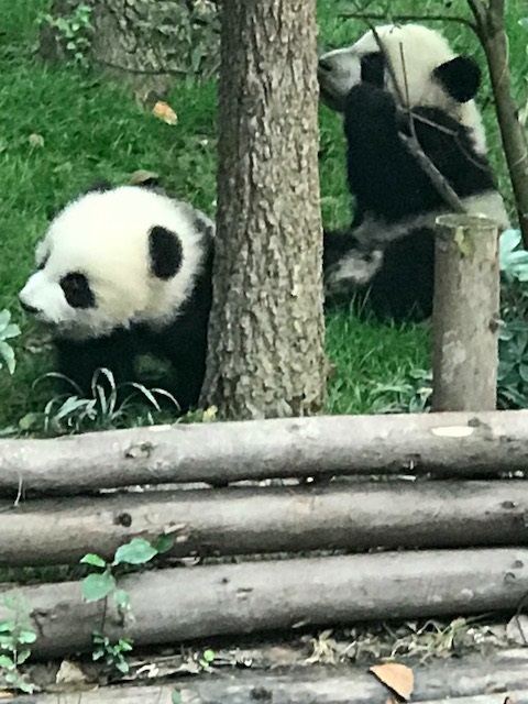 Pandas in Chengdu 