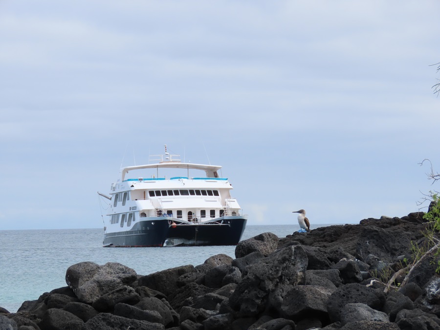 Comorant Catamaran and a blue footed booby
