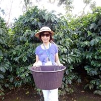 Coffee Beans Picking