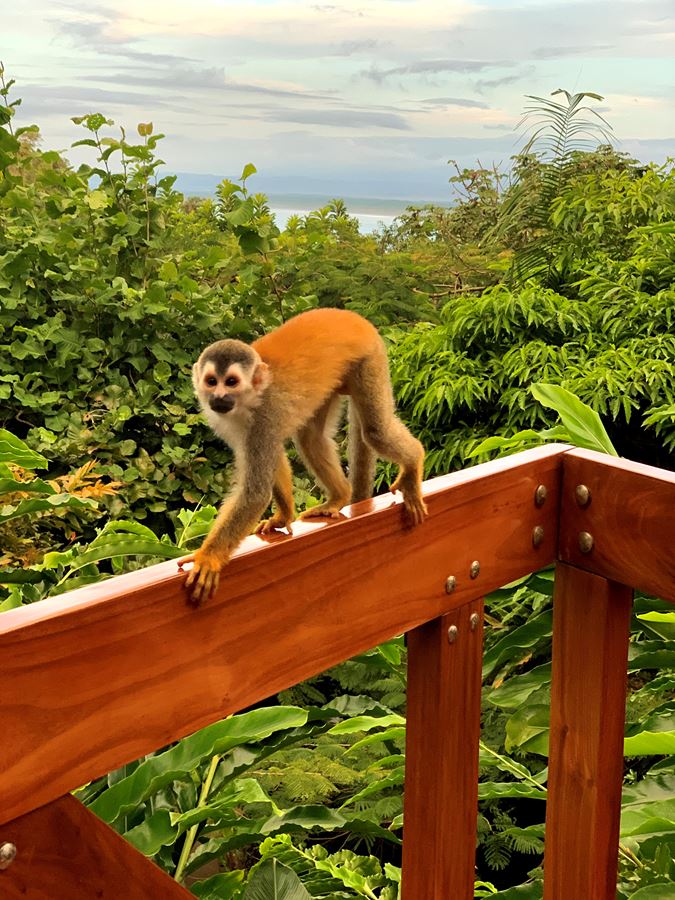 Monkey Spotting At Tulemar Resort 