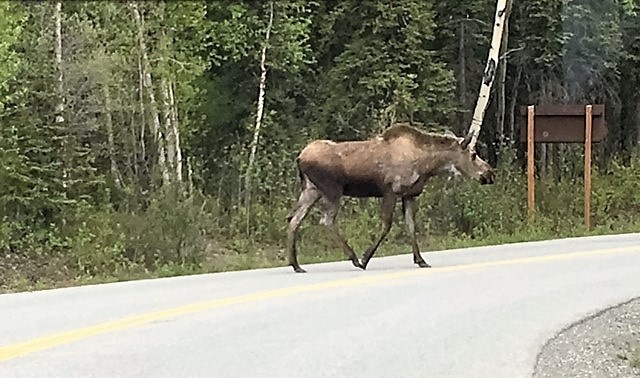Sharing the road with a Denali National Park local