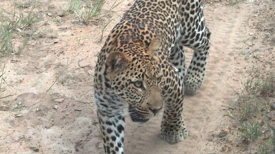 Leopard Cub Male