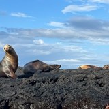Seals in the Galapagos Islands