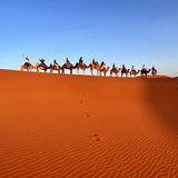Camel ride to the top of dune in the Sahara