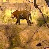 Witnessing a Tiger Gracefully Moving 