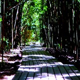Bamboo Forest Hike
