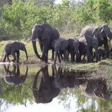Elephants by the Water 
