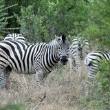 Zebras at Chiefs Camp