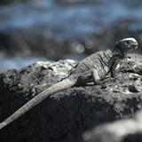 Galapagos iguana