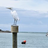 Le Faux Heron, Mapua Wharf
