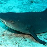 White Tipped Reef Shark, Great Barrier Reef