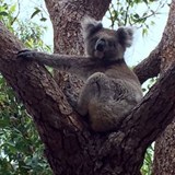 Scouting for wildlife on Kangaroo Island