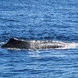 sperm whale seen while on Whale Watch Kaikoura tou
