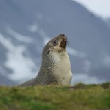 Majestic Fur Seal 