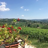 Vineyard in Umbria