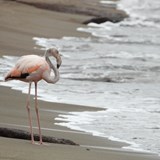 Flamingo greeting us upon landing on the beach