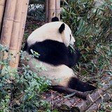 Panda Reserve - Chengdu China 