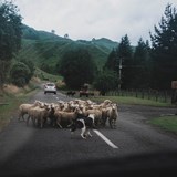 New Zealand Lots of Sheep