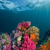 Great Barrier Reef Austalia