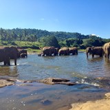 Peaceful elephant orphanage