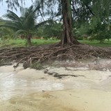 Koh Rong Sanloem Island  Beach Tree
