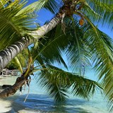 Palm Trees in Bora Bora