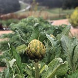 Growing chef’s garden in Carmel 
