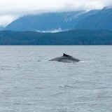 Whale watching safari in Stephens Passage