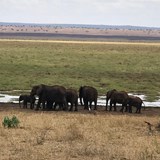 This herd of elephants was 30 plus