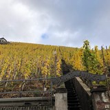 Vineyard along the Moselle River