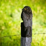 Northern Potoo, spotted while on a night safari