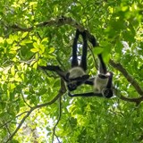 Spider Monkeys hanging out in the jungle
