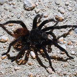 Saw this large tarantula while on a night safari