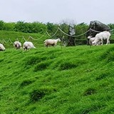 Avebury Sheep