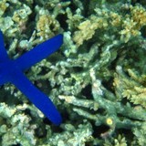 snorkeling - Blue starfish