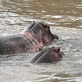 Hippos showing off