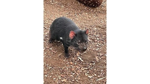 Tasmanian devil at Bonorong